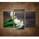Obrazy na stenu - Prvé tulipány - 3dielny 75x50cm