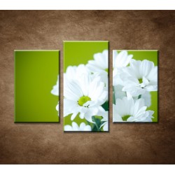 Obrazy na stenu - Biele chryzantémy - 3dielny 75x50cm
