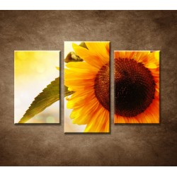 Obrazy na stenu - Letná slnečnica - 3dielny 75x50cm
