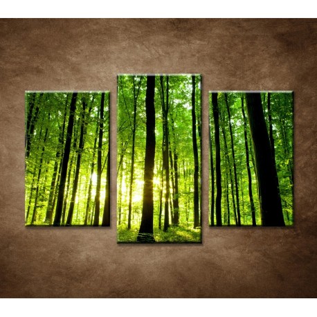 Obrazy na stenu - Zelený les - 3dielny 75x50cm