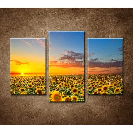 Obrazy na stenu - Rozkvitnuté slnečnice - 3dielny 75x50cm