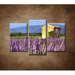 Obrazy na stenu - Levanduľové pole v Provence - 3-dielny 75x50cm