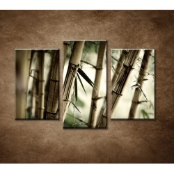 Obrazy na stenu - Bambusový les - 3dielny 75x50cm