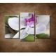 Obrazy na stenu - Orchidea s bambusom - 3dielny 75x50cm