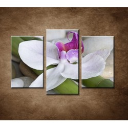 Obrazy na stenu - Orchidea s bambusom - 3dielny 75x50cm