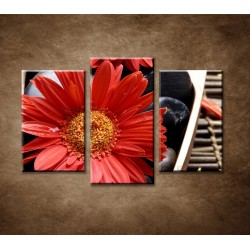 Obrazy na stenu - Červené kvety a kamene - 3dielny 75x50cm
