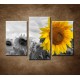 Obrazy na stenu - Žltá slnečnica - 3-dielny 75x50cm