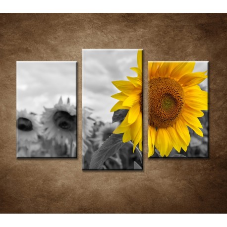 Obrazy na stenu - Žltá slnečnica - 3-dielny 75x50cm