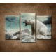 Obrazy na stenu - Polárny medveď - 3dielny 75x50cm