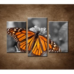 Obrazy na stenu - Oranžový motýľ - 3dielny 75x50cm