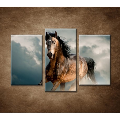 Obrazy na stenu - Divoký žrebec - 3dielny 75x50cm