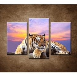 Obrazy na stenu - Tiger - 3dielny 75x50cm