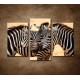 Obrazy na stenu - Tri zebry - 3dielny 75x50cm