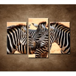 Obrazy na stenu - Tri zebry - 3dielny 75x50cm