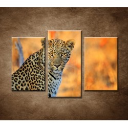 Obrazy na stenu - Africký leopard - 3dielny 75x50cm
