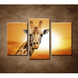 Obrazy na stenu - Žirafa - 3dielny 75x50cm