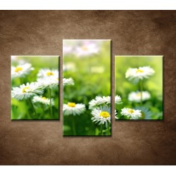 Obrazy na stenu - Kvety sedmokrásky - 3dielny 90x60cm