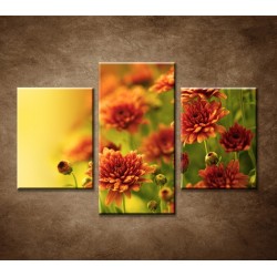 Obrazy na stenu - Jesenné chryzantémy - 3dielny 90x60cm