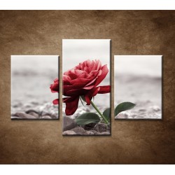 Obrazy na stenu - Červená ruža na kameňoch - 3dielny 90x60cm