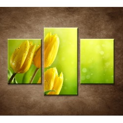 Obrazy na stenu - Žlté tulipány - 3dielny 90x60cm