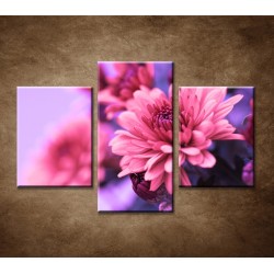 Obrazy na stenu - Ružové chryzantémy - 3dielny 90x60cm