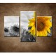 Obrazy na stenu - Žltá slnečnica - 3dielny 90x60cm