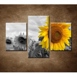 Obrazy na stenu - Žltá slnečnica - 3dielny 90x60cm