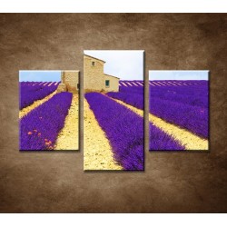 Obrazy na stenu - Kvitnúce levanduľové pole - 3dielny 90x60cm