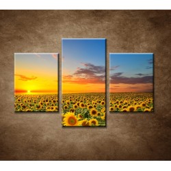 Obrazy na stenu - Rozkvitnuté slnečnice - 3dielny 90x60cm