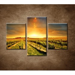 Obrazy na stenu - Západ nad vinohradom - 3dielny 90x60cm