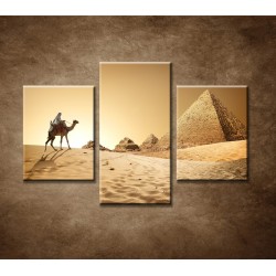 Obrazy na stenu - Ťava v púšti - 3dielny 90x60cm