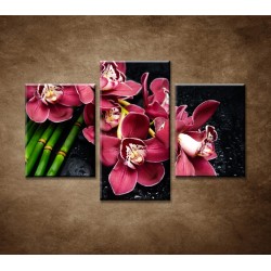 Obrazy na stenu - Bordová orchidea a bambus - 3dielny 90x60cm