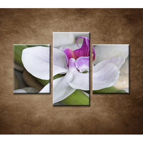 Obrazy na stenu - Orchidea s bambusom - 3dielny 90x60cm