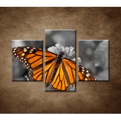 Obrazy na stenu - Oranžový motýľ - 3dielny 90x60cm