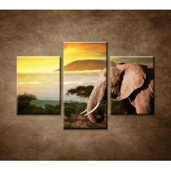 Obrazy na stenu - Slon v Afrike - 3dielny 90x60cm