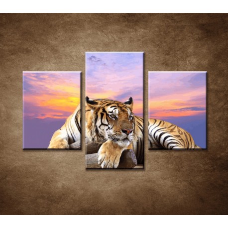 Obrazy na stenu - Tiger - 3dielny 90x60cm