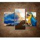 Obrazy na stenu - Papagáj - 3dielny 90x60cm