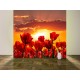 Fototapety - Západ slnka nad tulipánmi
