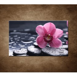 Ružová orchidea na kameni