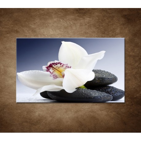 Obraz na stenu - Biela orchidea na čiernom kameni