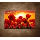 Obraz na stenu - Západ slnka nad tulipánmi