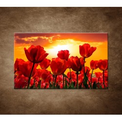 Obraz na stenu - Západ slnka nad tulipánmi