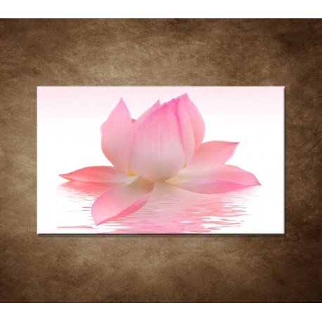 Obraz na stenu - Lotosový kvet