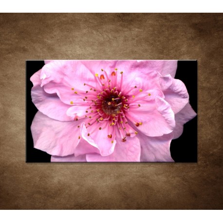 Obraz na stenu - Kvet čerešne