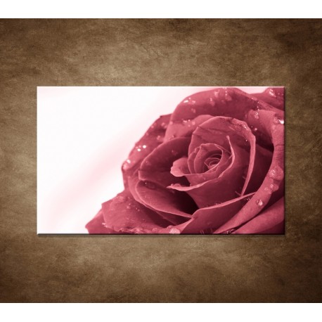 Obraz na stenu - Ruža s rosou