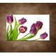 Obraz na stenu - Fialové tulipány