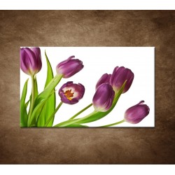 Fialové tulipány