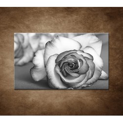 Obraz na stenu - Ruža