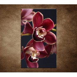 Bordová orchidea