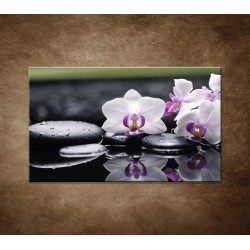 Ružová orchidea a kamene